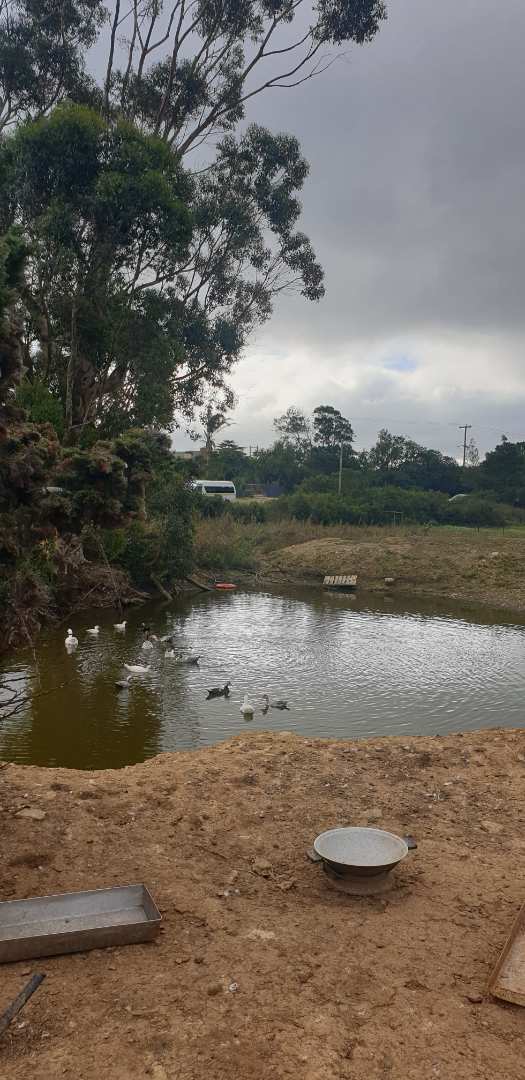 8 Bedroom Property for Sale in Uitenhage Rural Eastern Cape